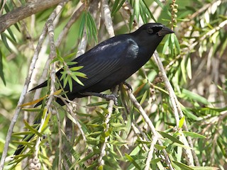  - Cuban Blackbird