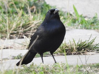  - Cuban Blackbird