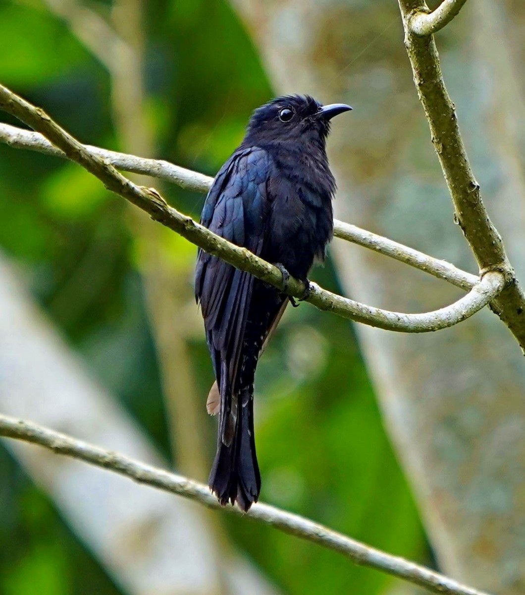 Square-tailed Drongo-Cuckoo - Steven Cheong