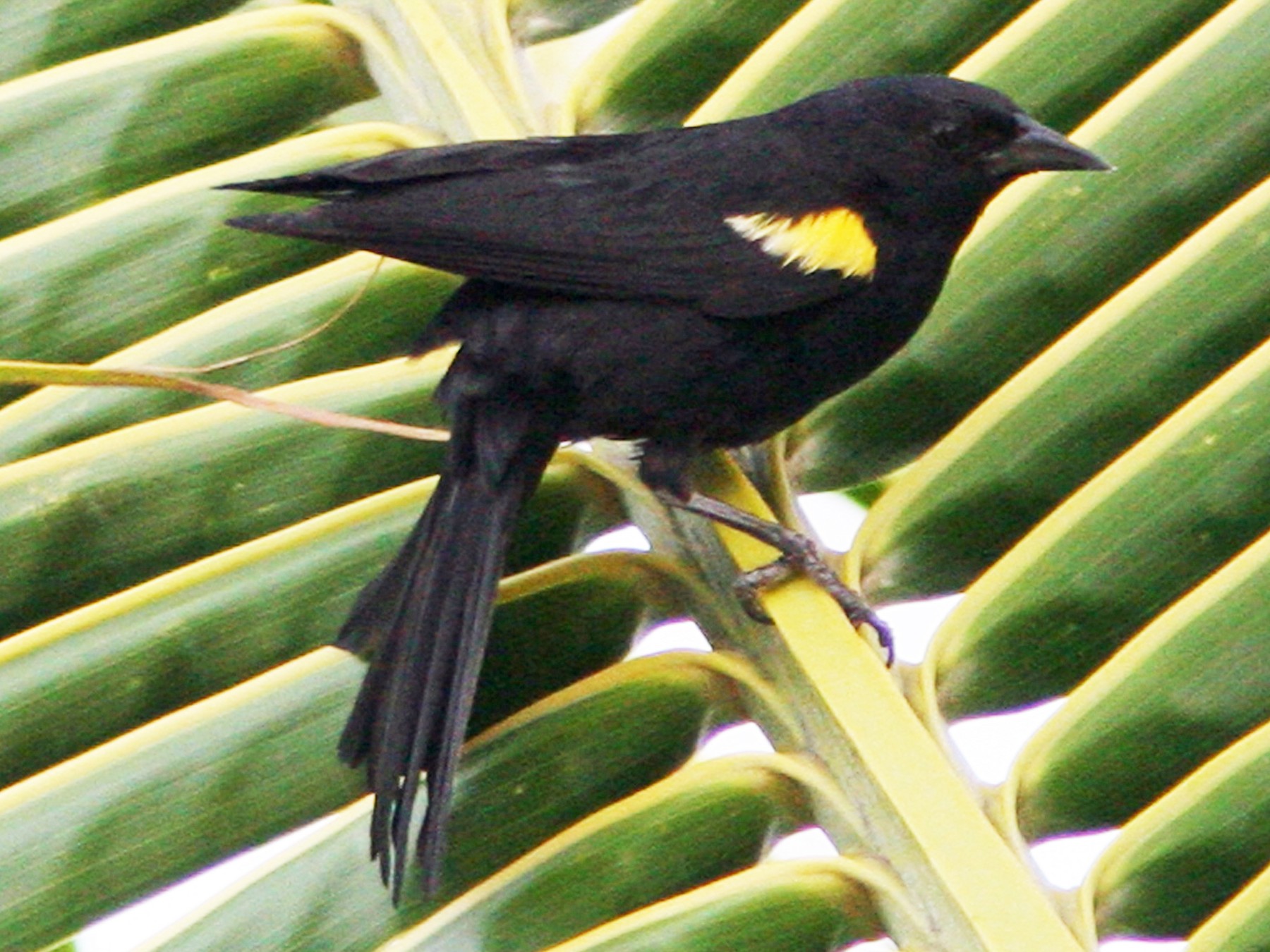 Yellow-shouldered Blackbird - David Disher