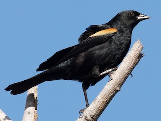  - Tawny-shouldered Blackbird