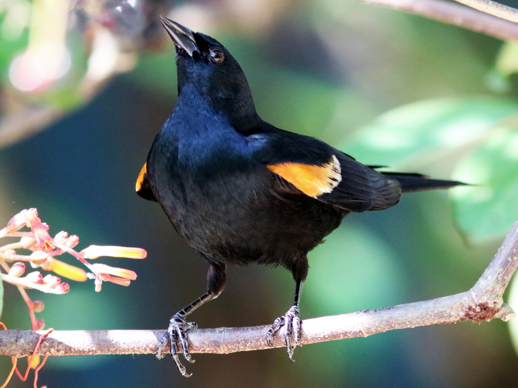 Tawny-shouldered Blackbird - John Drummond