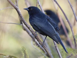  - Red-shouldered Blackbird
