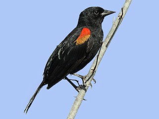  - Red-shouldered Blackbird