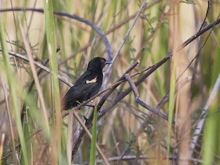  - Red-shouldered Blackbird