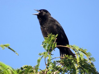  - Red-shouldered Blackbird