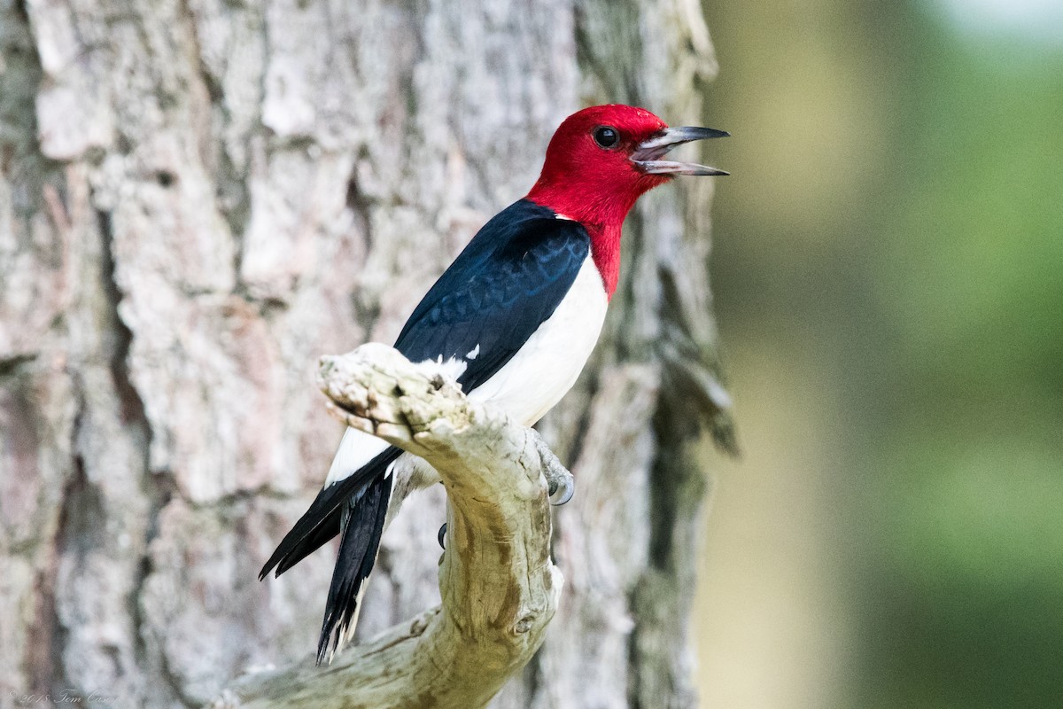 Red-headed Woodpecker - Tom Casey