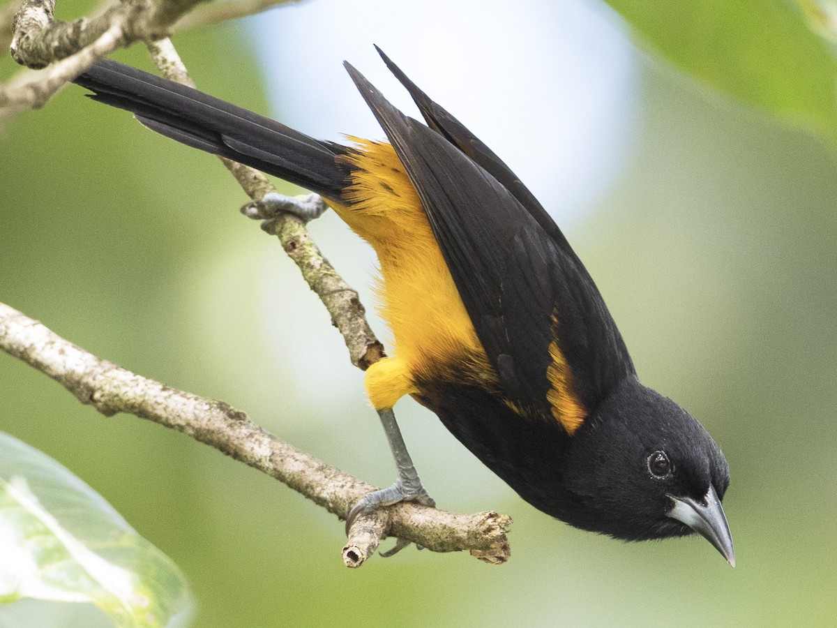 St. Lucia Oriole - Icterus laudabilis - Birds of the World