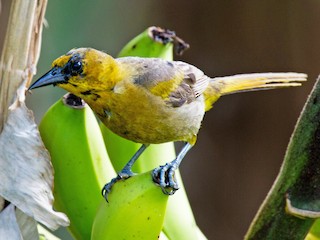 幼鳥 - jose santiago - ML105506181