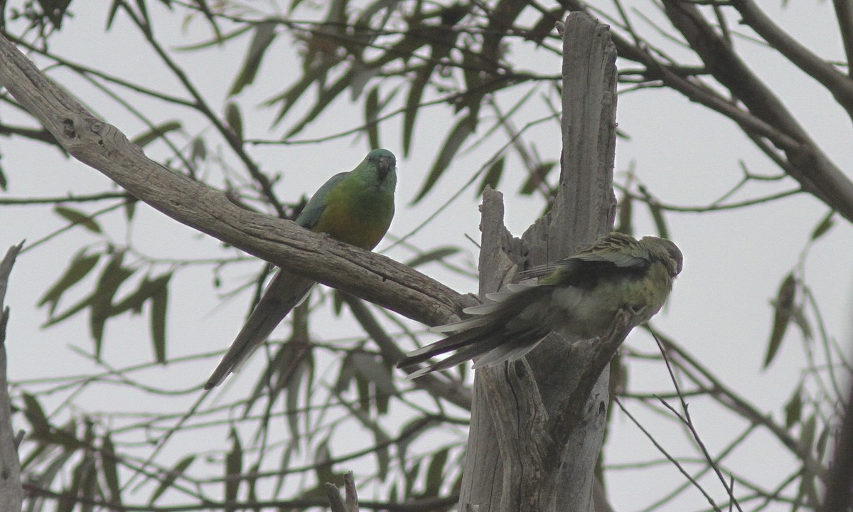 Red-rumped Parrot - ML105507561