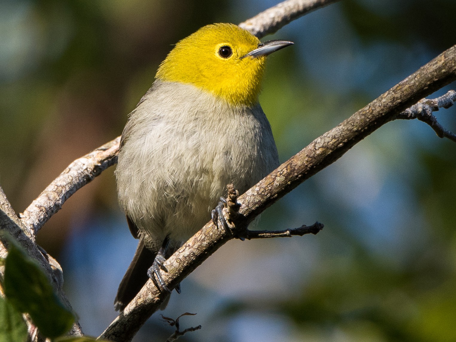 Yellow-headed Warbler - Ian Routley