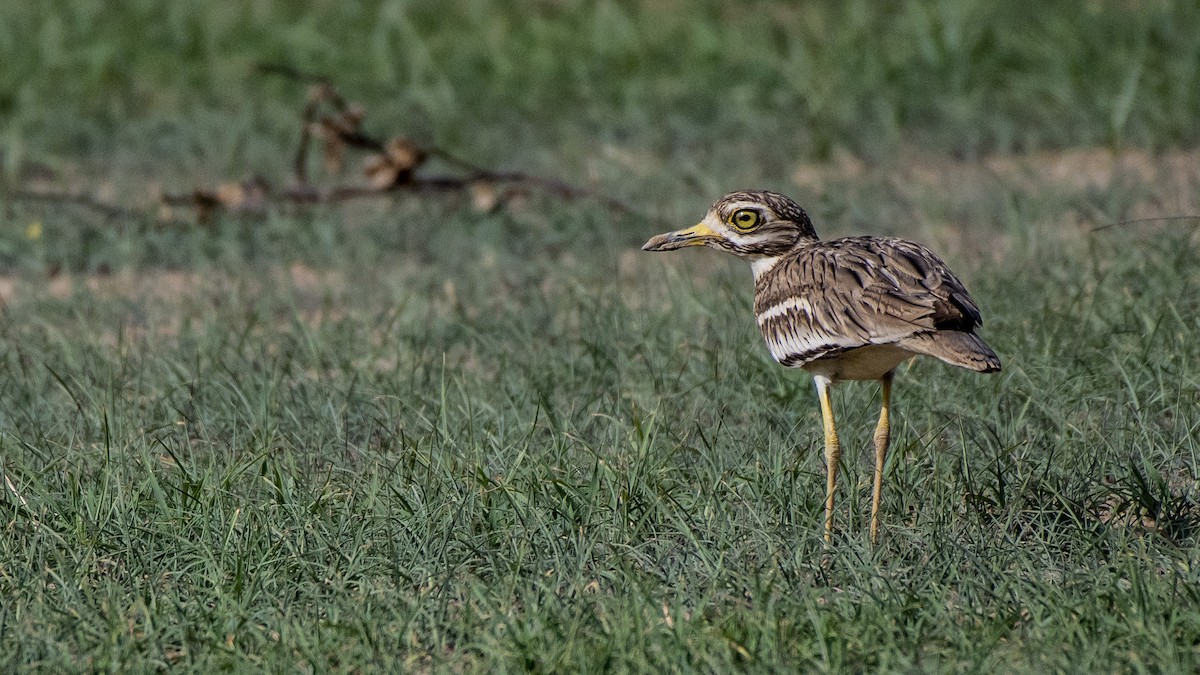 Indian Thick-knee - ML105508241