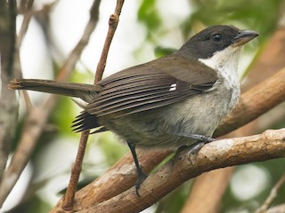  - Puerto Rican Tanager