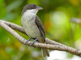 プエルトリコフウキンチョウ - eBird