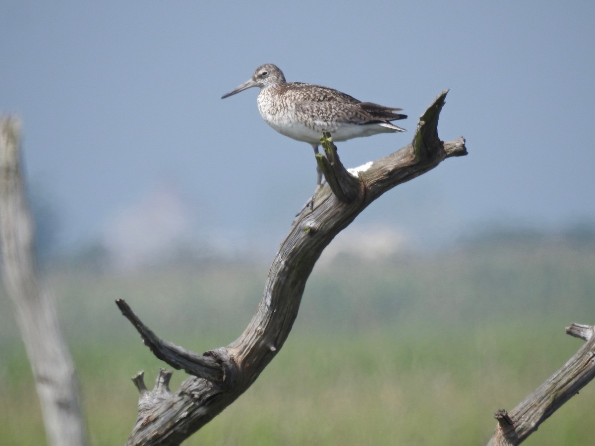 Willet - Andrea Frary