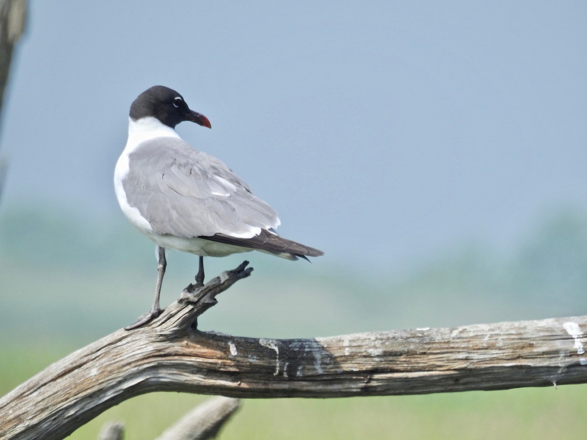 Laughing Gull - Andrea Frary