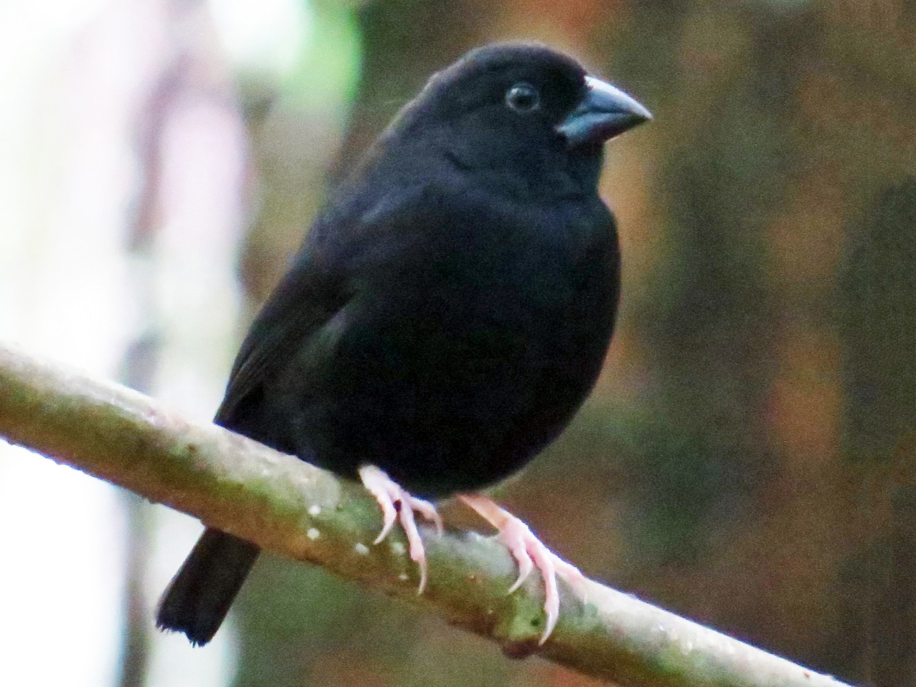 St. Lucia Black Finch - eBird