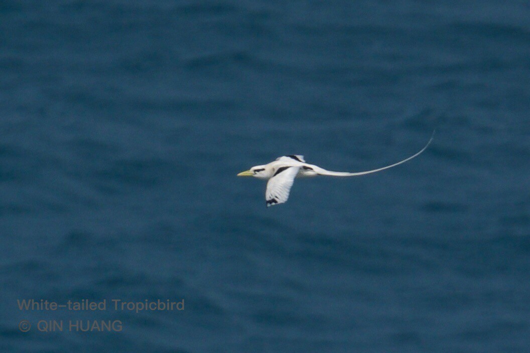 White-tailed Tropicbird - Qin Huang