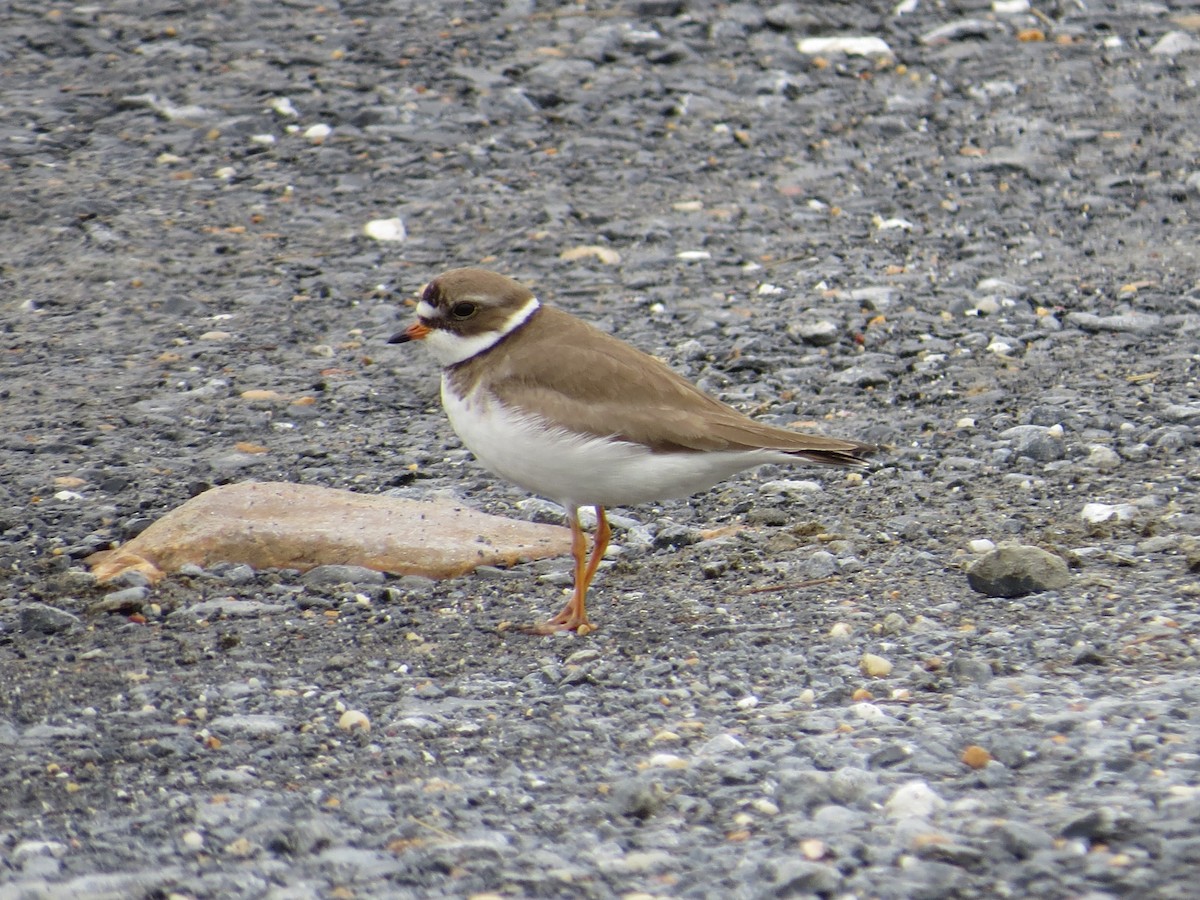 Semipalmated Plover - Tim Carney