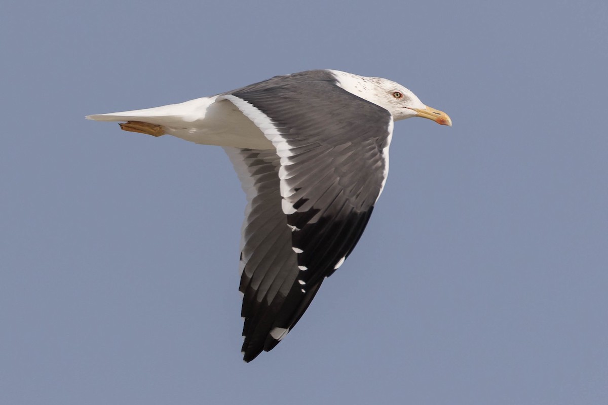 Lesser Black-backed Gull (Heuglin's) - James Kennerley
