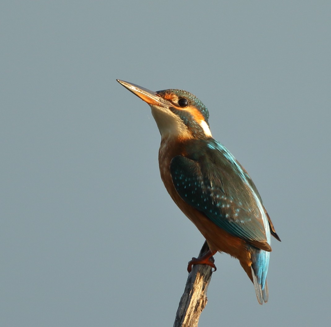 Common Kingfisher - Dobrin Botev
