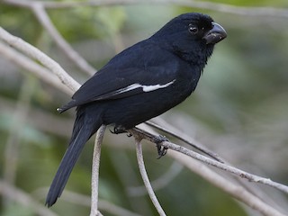  - Cuban Bullfinch