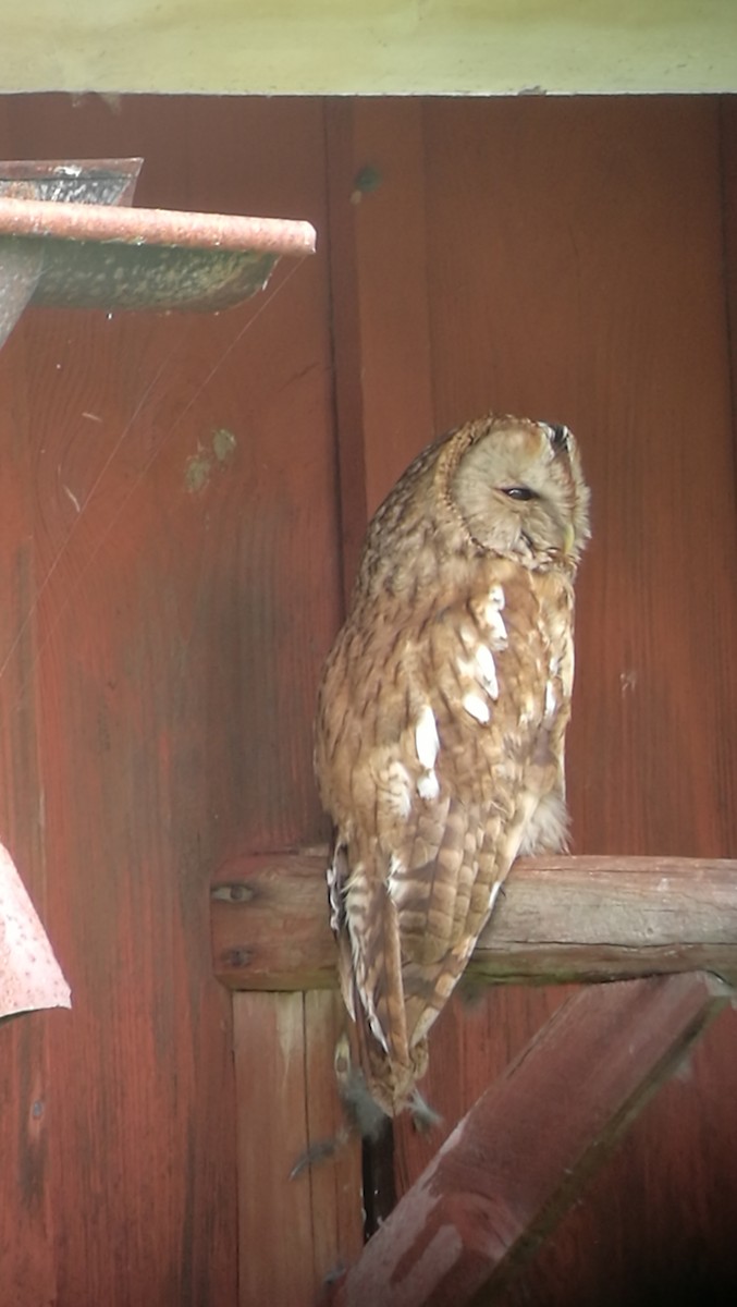 Tawny Owl - ML105518031