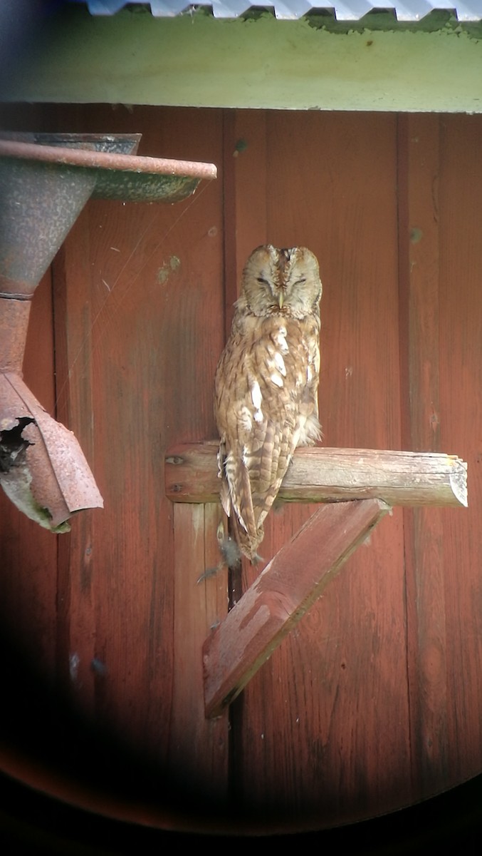 Tawny Owl - ML105518101