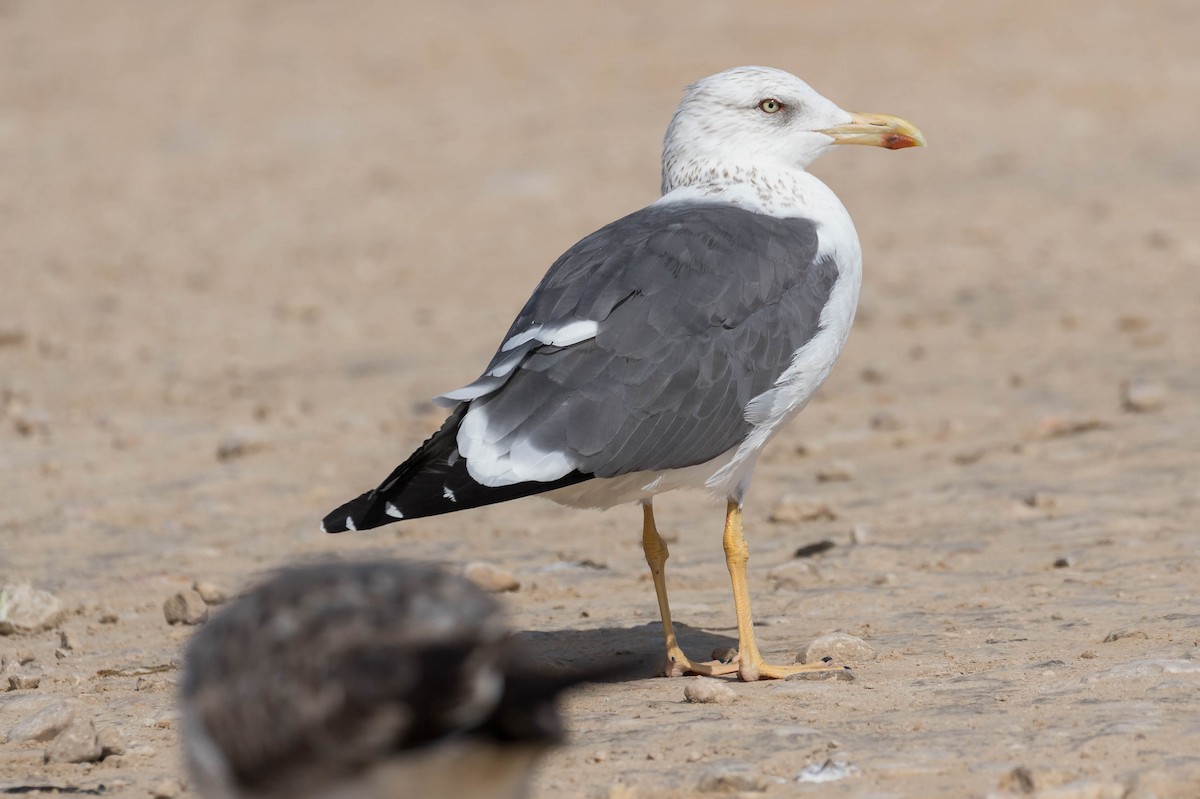 Lesser Black-backed Gull (Heuglin's) - James Kennerley