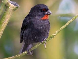  - Lesser Antillean Bullfinch