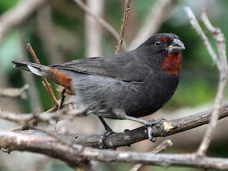  - Lesser Antillean Bullfinch