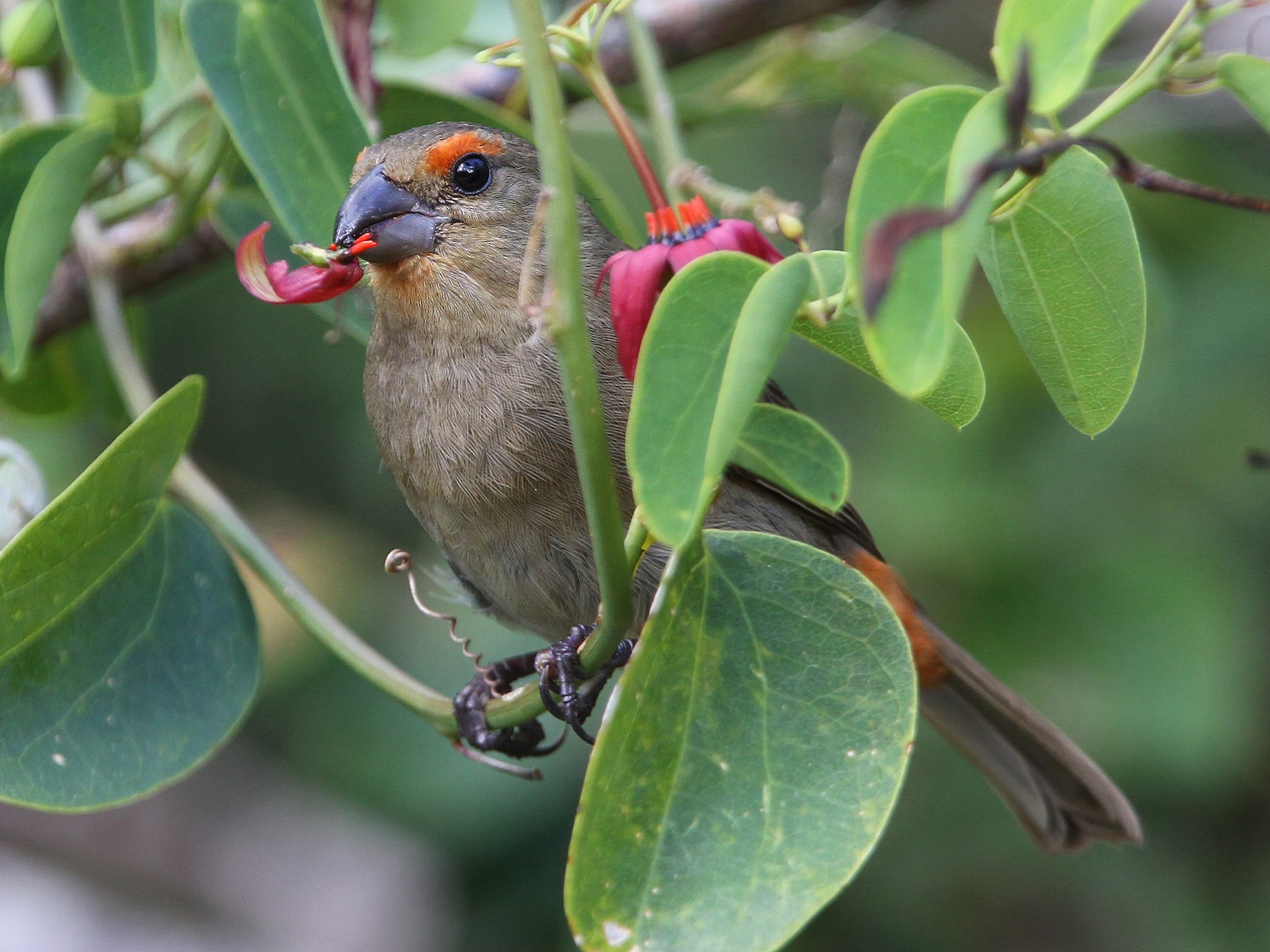 Greater Antillean Bullfinch - Christoph Moning