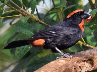  - Puerto Rican Bullfinch