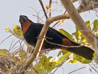  - Puerto Rican Bullfinch