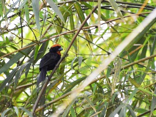  - Puerto Rican Bullfinch