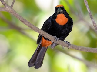  - Puerto Rican Bullfinch