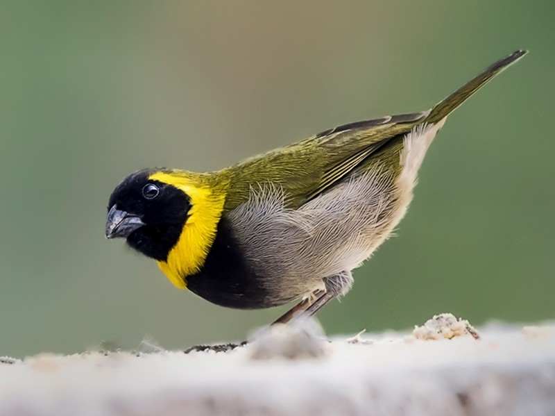 Cuban Grassquit - Felipe Pimentel