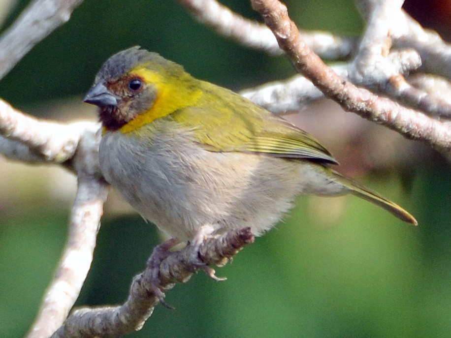 Cuban Grassquit - eBird