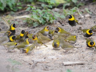 Adult (mit Yellow-faced Grassquit) - Anthony Licata - ML105521151