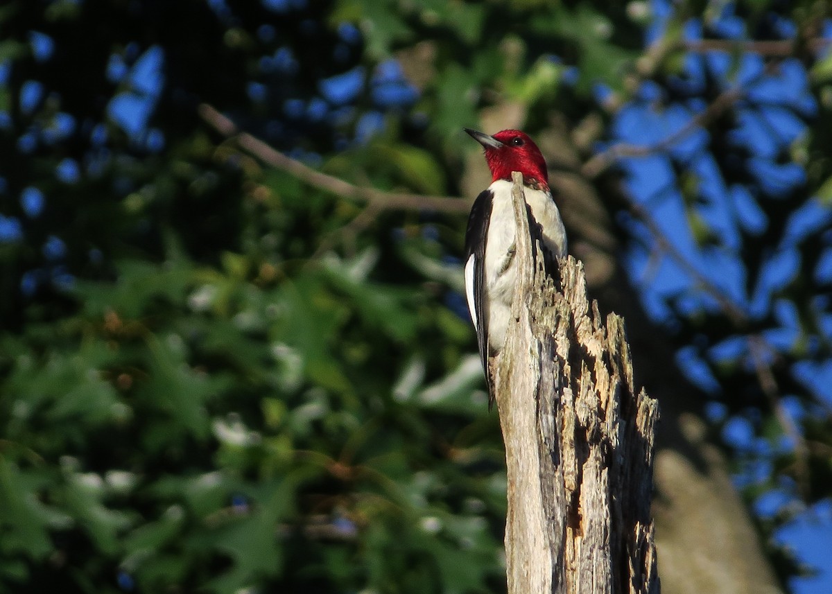 Red-headed Woodpecker - Ian Gardner