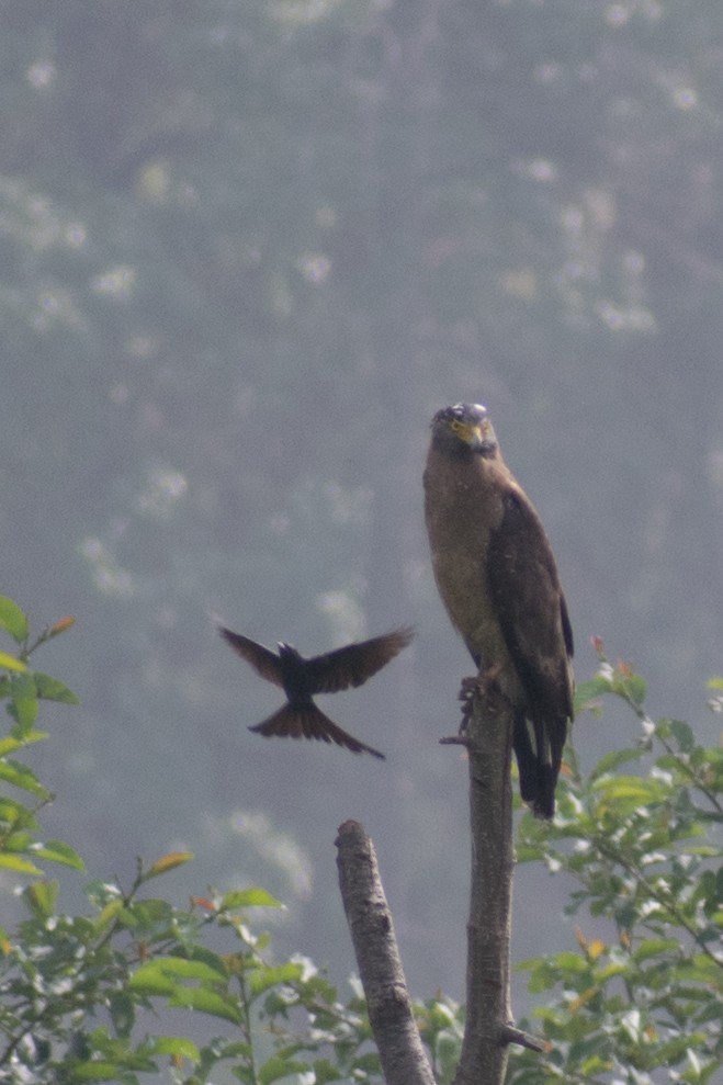 Crested Serpent-Eagle - ML105522761