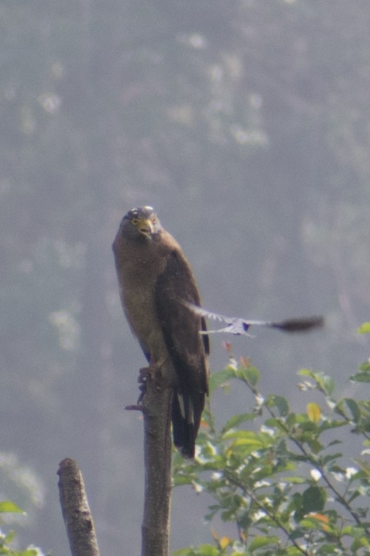 Crested Serpent-Eagle - ML105523031