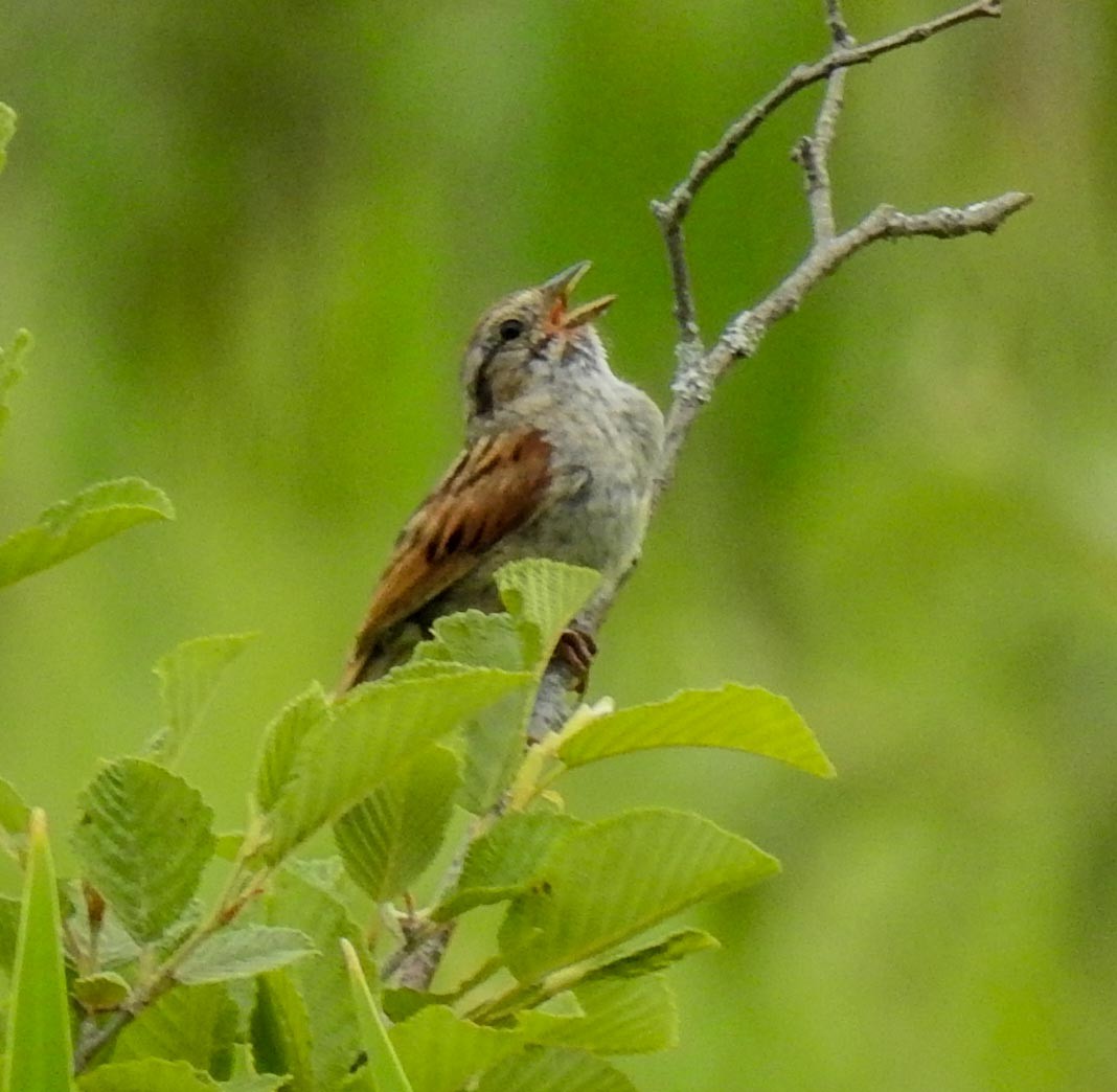 Swamp Sparrow - ML105525451