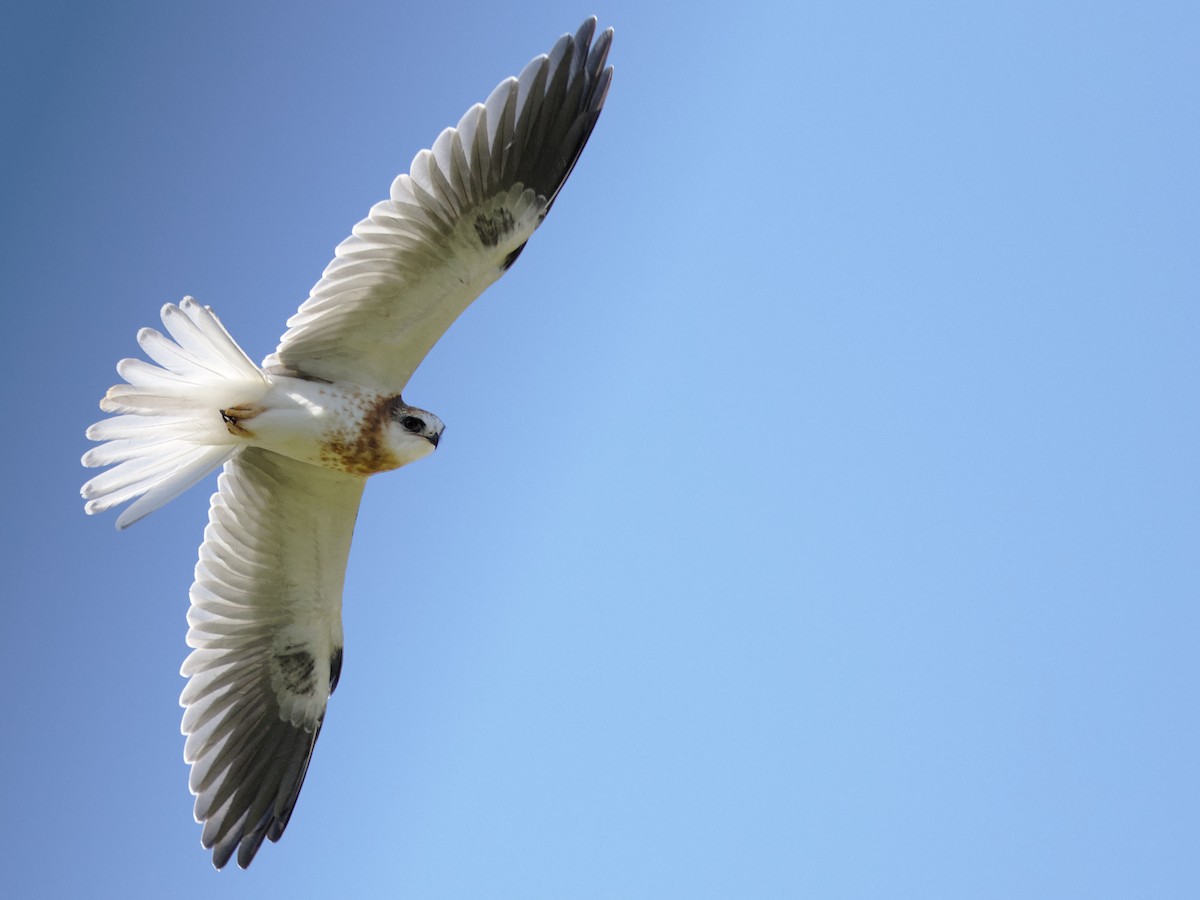 White-tailed Kite - Mark Scheel