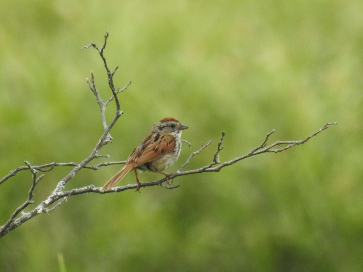 Swamp Sparrow - ML105528151