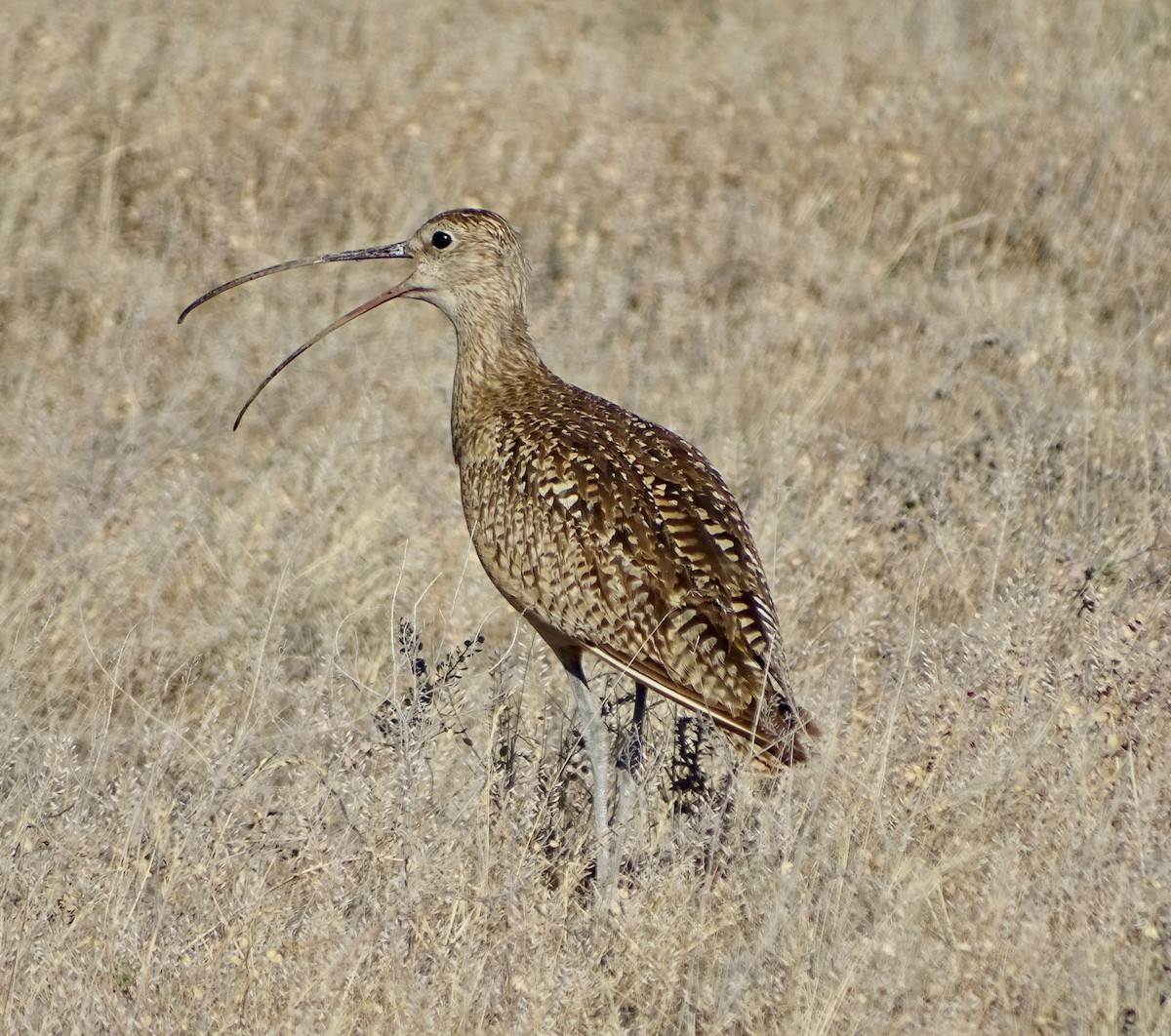 Long-billed Curlew - ML105528491