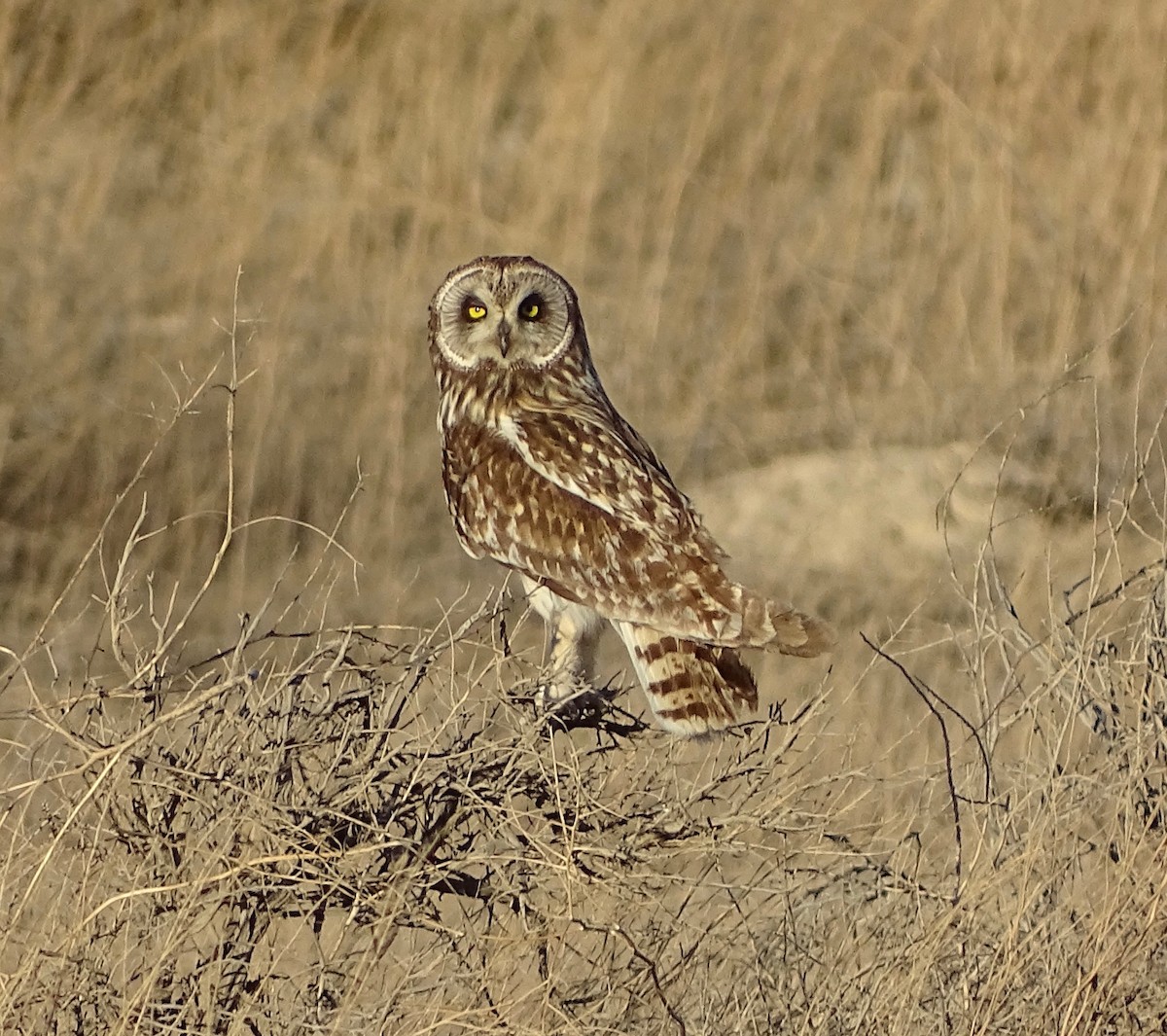 Short-eared Owl - ML105528601