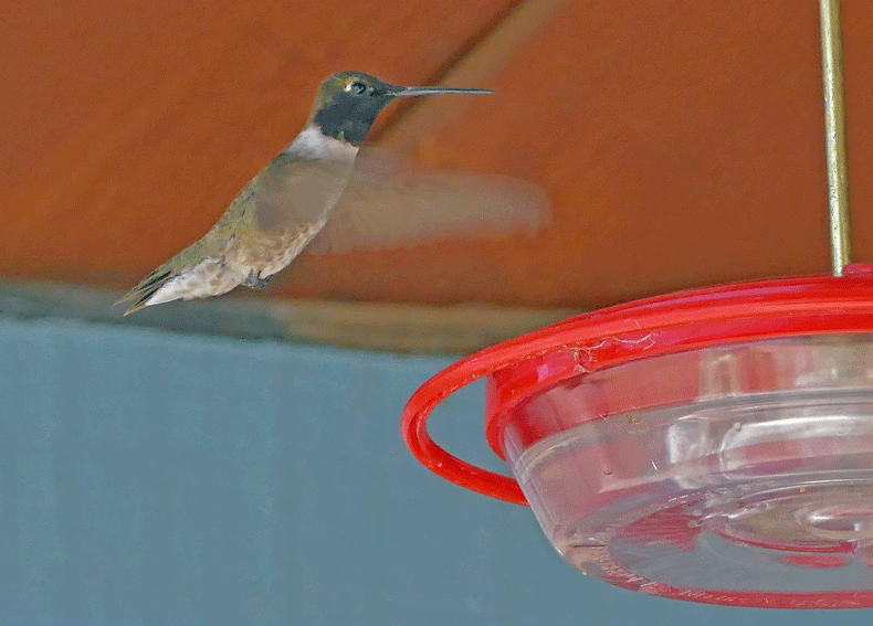 Black-chinned Hummingbird - ML105530691