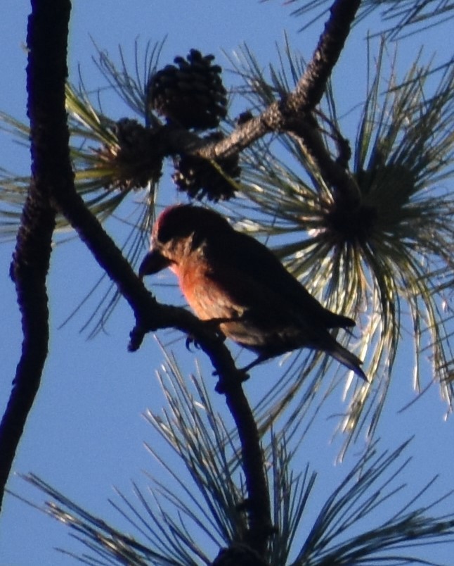 Red Crossbill - Jack Parlapiano
