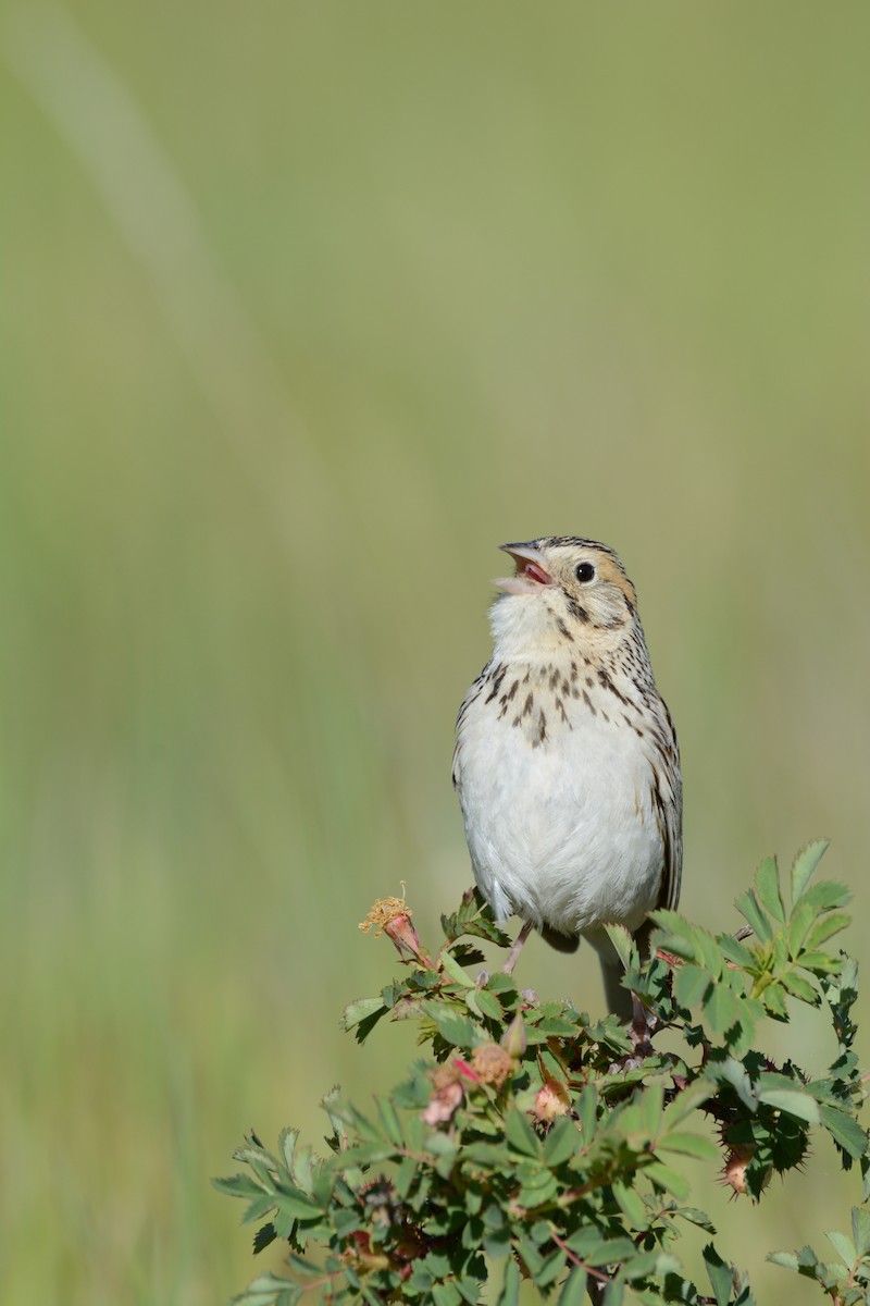 Baird's Sparrow - ML105534351